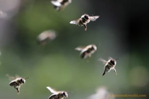 flying bees photo by Alexander Wild