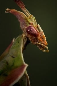 head of Devil's Flower praying mantis