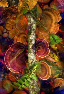 maroon and orange bracket fungi