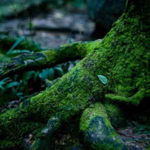 green moss on dark wet tree roots