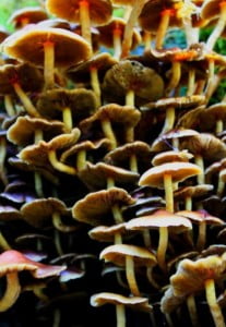 profusion of tan mushrooms growing on stump